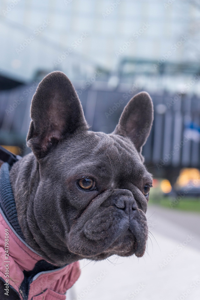 French Bulldog dog.