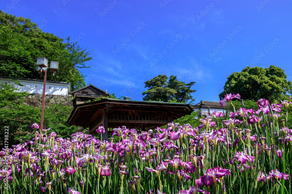 花菖蒲