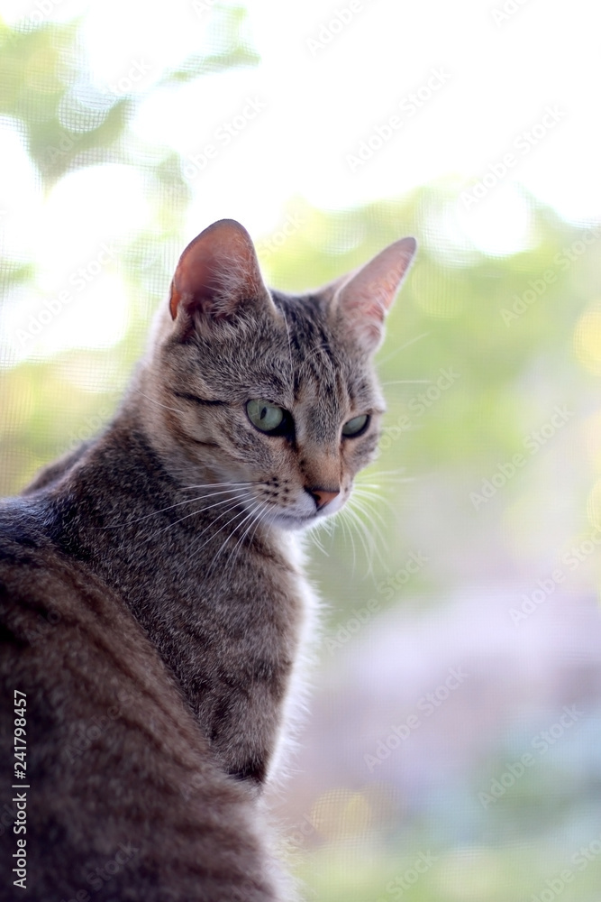 Portrait of a brown tabby cat with curious look. Selective focus. 