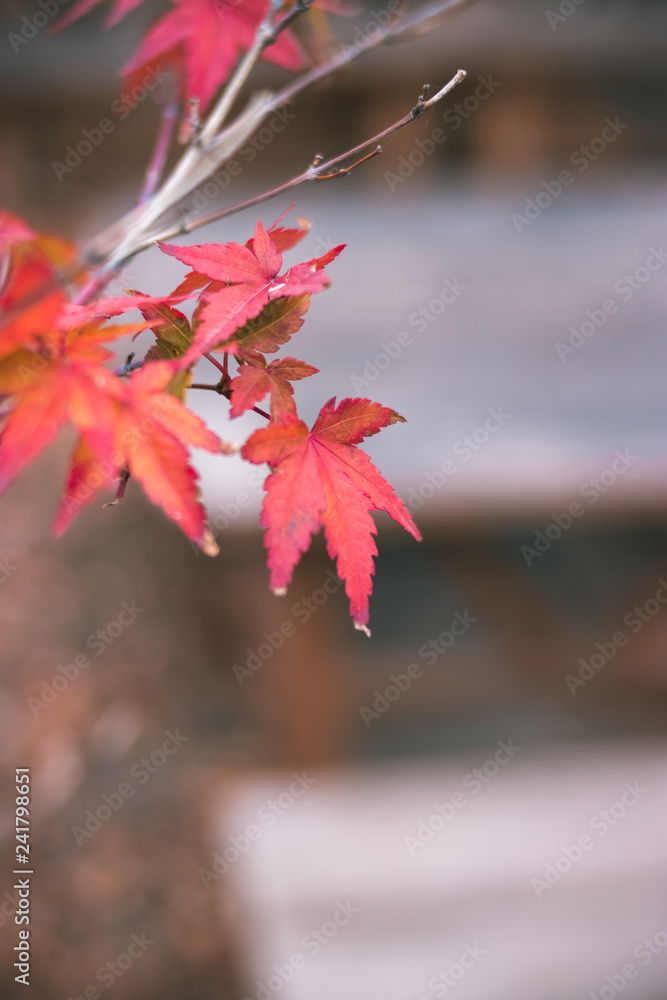 紅葉 秋イメージ 紅葉 秋イメージ