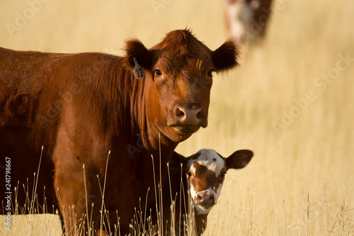 Cow and Calf on Western Ranch