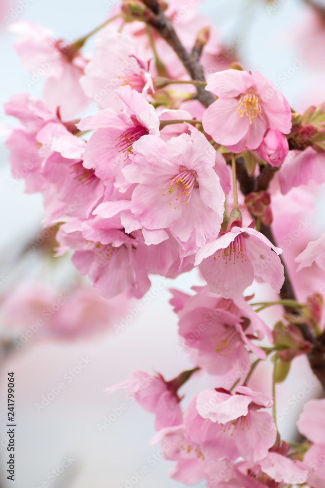 桜の花、春イメージ