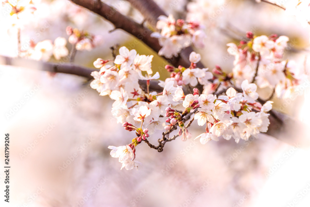 桜の花、春イメージ 桜の花、春イメージ