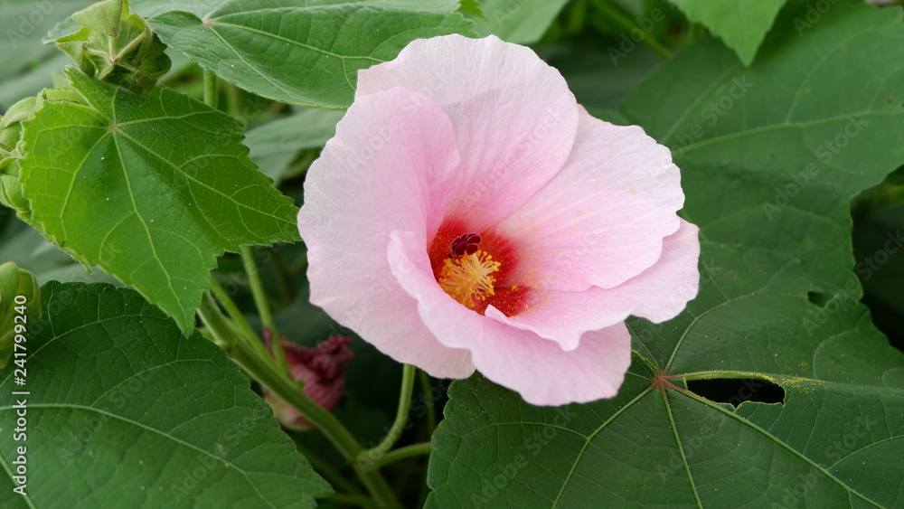 Obraz premium beautiful maroon flowers in the garden