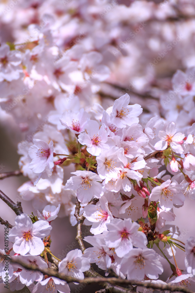 Fototapeta premium 桜の花、春イメージ