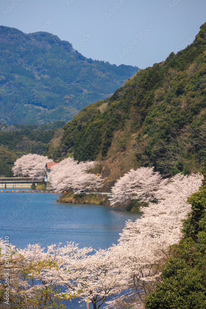 桜とダムの景色