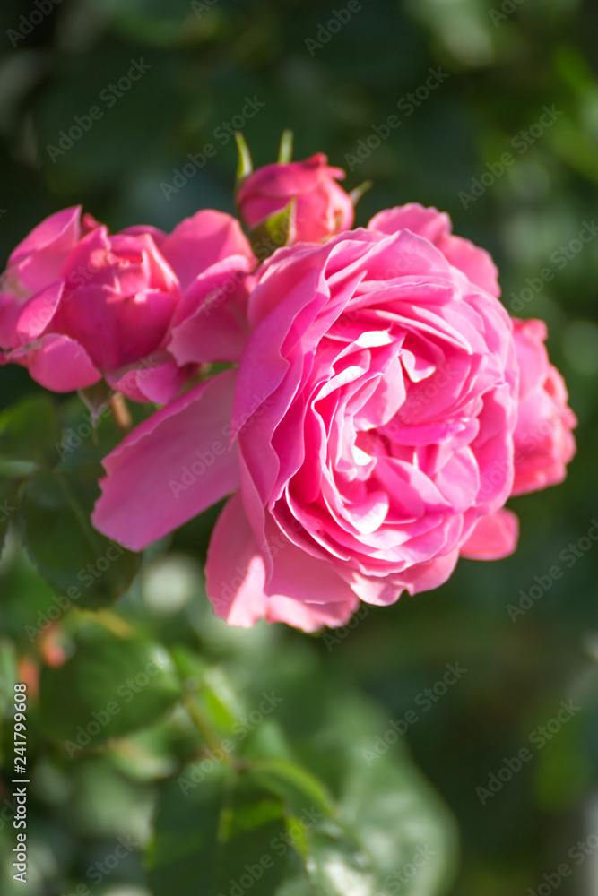 バラの花 バラの花