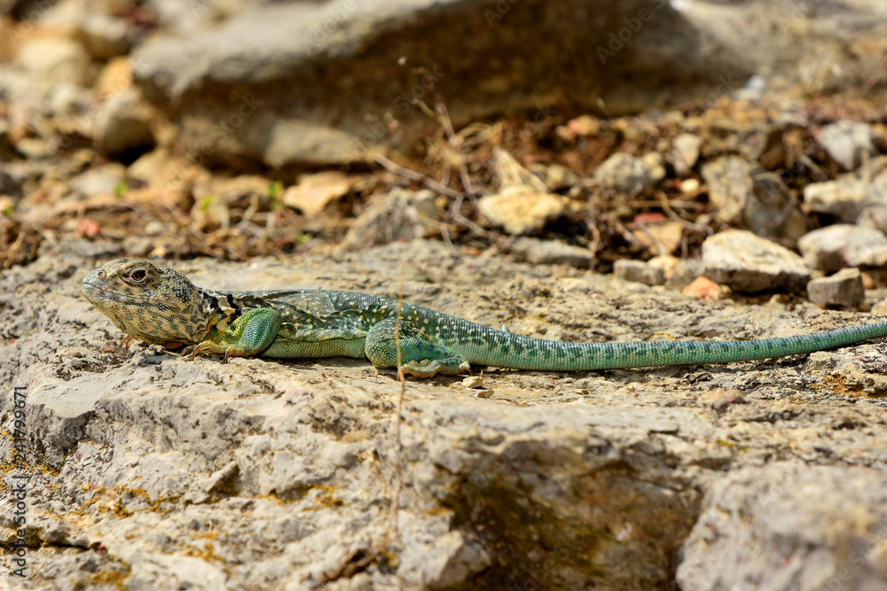 Eastern Collared Lizard