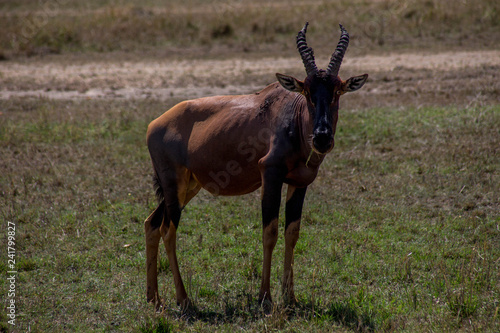 Antilope