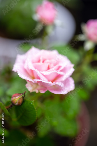 Wallpaper Mural バラの花 Torontodigital.ca