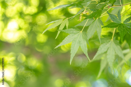 緑のモミジ、初夏イメージ