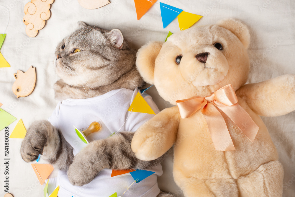 Φωτογραφία Cat sleeps in a T-shirt with a teddy bear and children's toys, cute kitty,Sweet