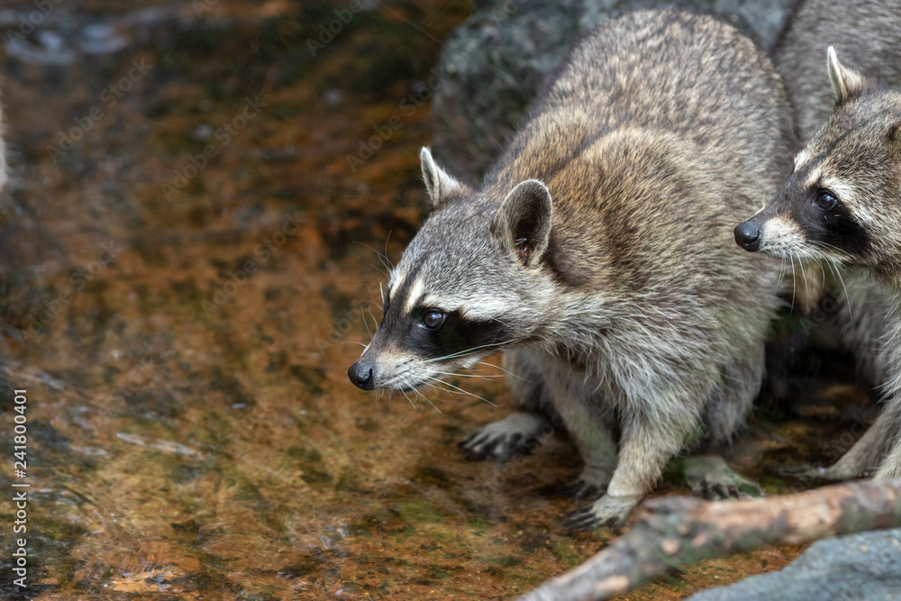 Naklejka premium アライグマのポートレート