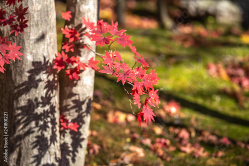 紅葉 秋イメージ