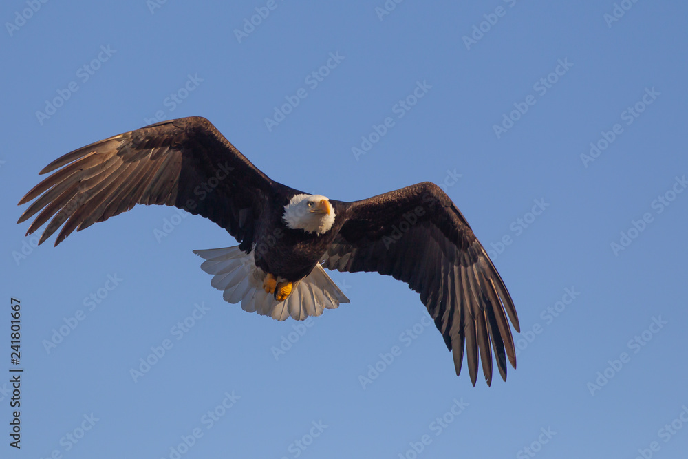 American Bald Eagle in Homer Alaska, USA American Bald Eagle in Homer Alaska, USA