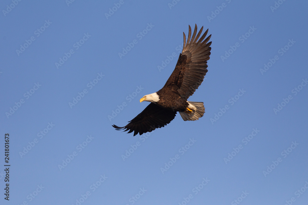 American Bald Eagle in Homer Alaska, USA American Bald Eagle in Homer Alaska, USA