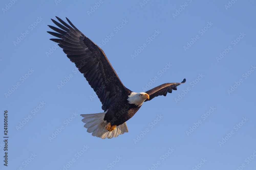 American Bald Eagle in Homer Alaska, USA American Bald Eagle in Homer Alaska, USA