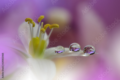 Fototapeta Naklejka Na Ścianę i Meble -  Beautiful macro shot of magic flowers. Border art design. Magic light.Extreme close up macro photography.Conceptual abstract image.Purple Background.Fantasy Art.Creative Wallpaper.