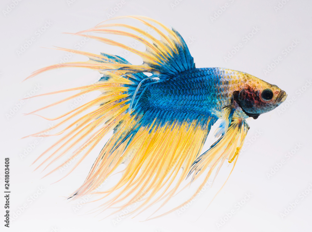 Fototapeta premium halfmoon betta fish, siamese fighting fish, betta splendens