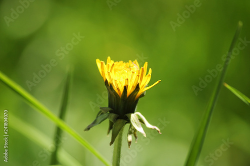 Yellow dandelion flower on a background of green grass. Spring. Used in salads and medicine. Close-up, copy space.