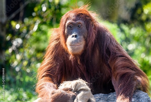 Orangutan  © Stef Bennett