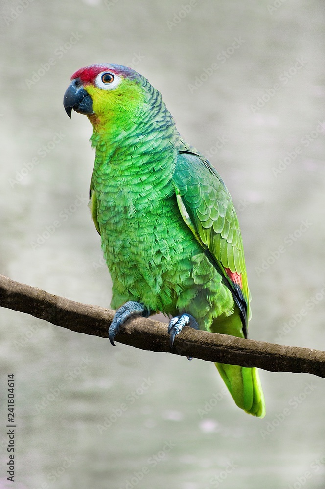 Obraz premium Parrot