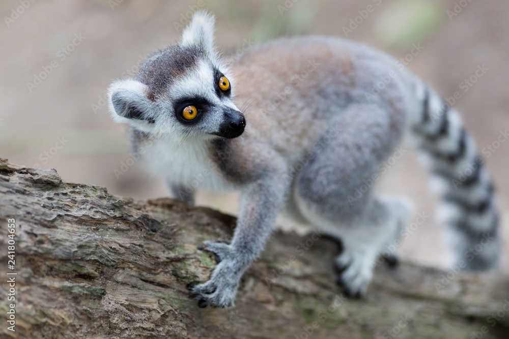 Close-up portrait of lemur catta (ring tailed lemur) - Image Close-up portrait of lemur catta (ring tailed lemur) - Image