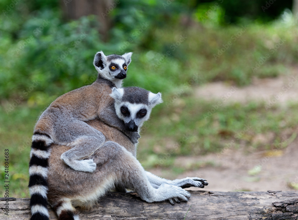Obraz premium Baby lemur catta (ring tailed lemur) holding on the back of mother with nature background.
