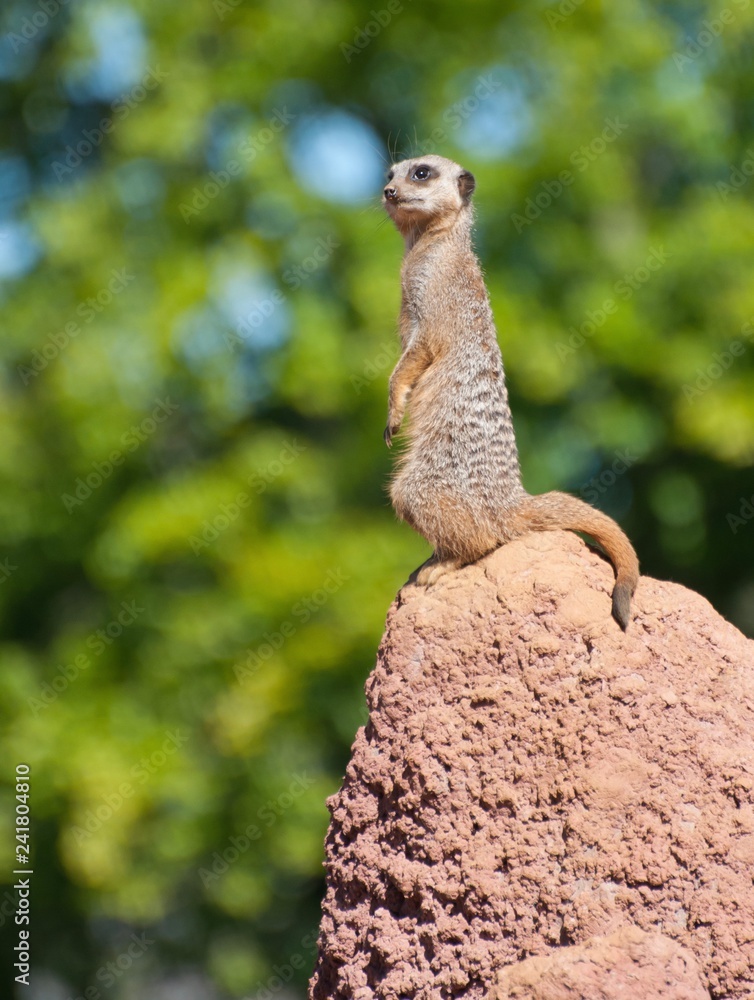 Fototapeta premium Meerkat 