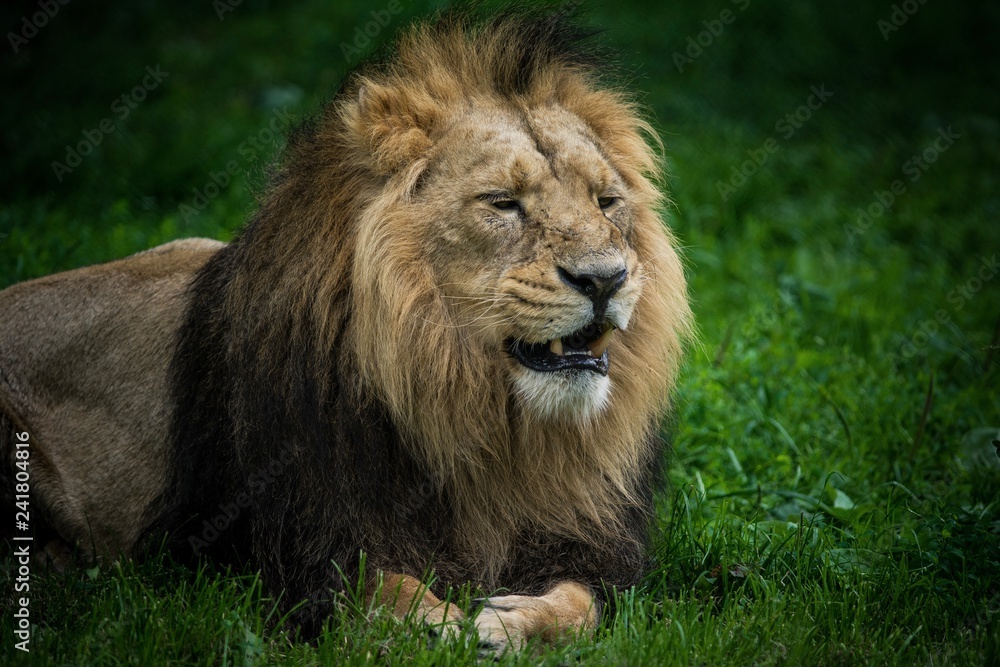 Fototapeta premium Lion