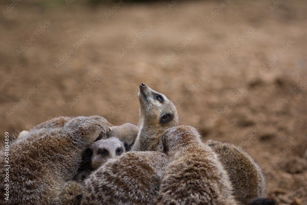 Fototapeta premium Group of Meerkats 