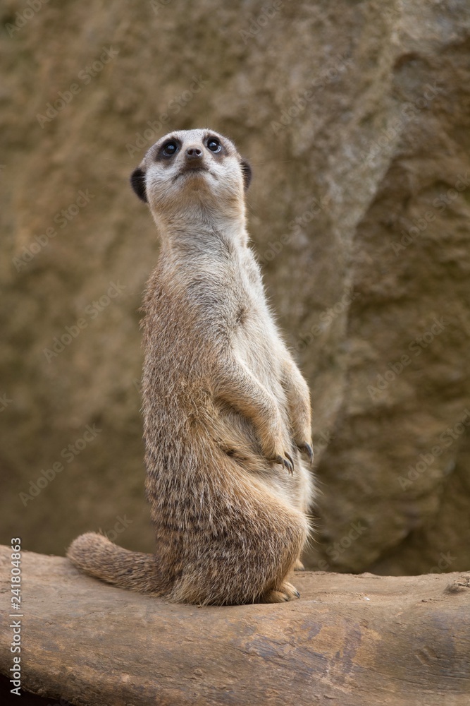 Fototapeta premium A single Meerkat 
