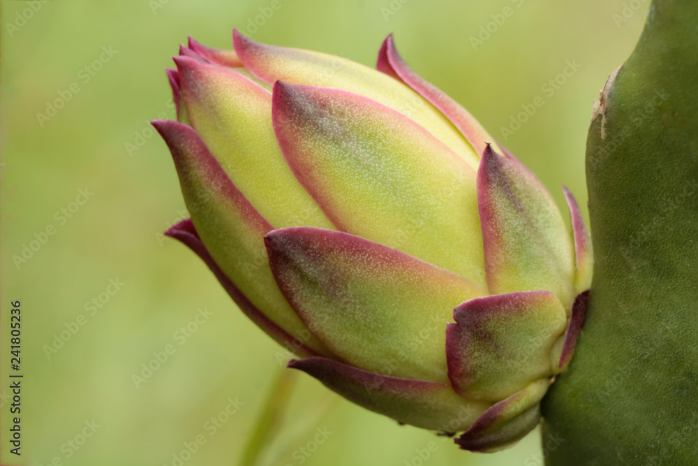 Botão da Flor da Pitaya Botão da Flor da Pitaya