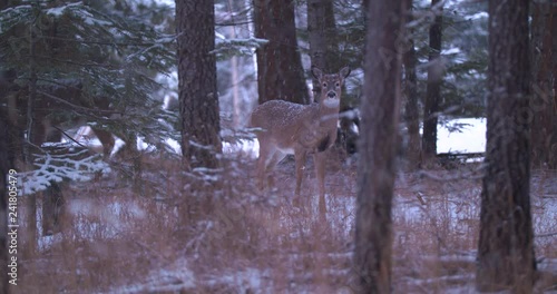 Deer in the Forest During a Lite Snowfall in Slow Motion