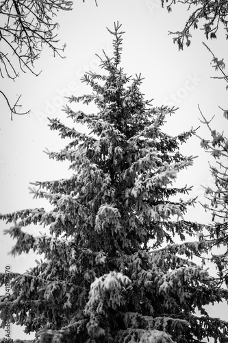 Snow Covered Spruce Tree in Winter black and white