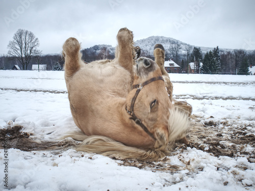 Fototapeta Naklejka Na Ścianę i Meble -  White horse while rolling in fresh snow