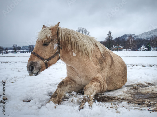 Fototapeta Naklejka Na Ścianę i Meble -  White horse while rolling in fresh snow