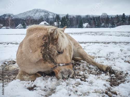 Fototapeta Naklejka Na Ścianę i Meble -  Horse in snow free lies. Horses rolling in snow often