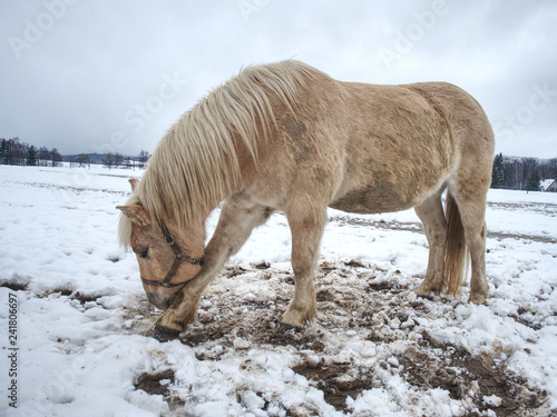 Fototapeta Naklejka Na Ścianę i Meble -  Nice white horse in fresh first snow. Snowy pasture