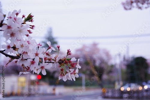 踏切を背景に咲く桜