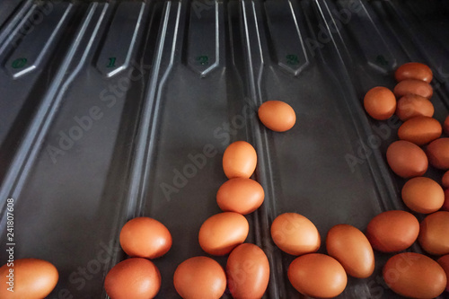 Egg sizing machine choose grade by weight and size and result by egg number
