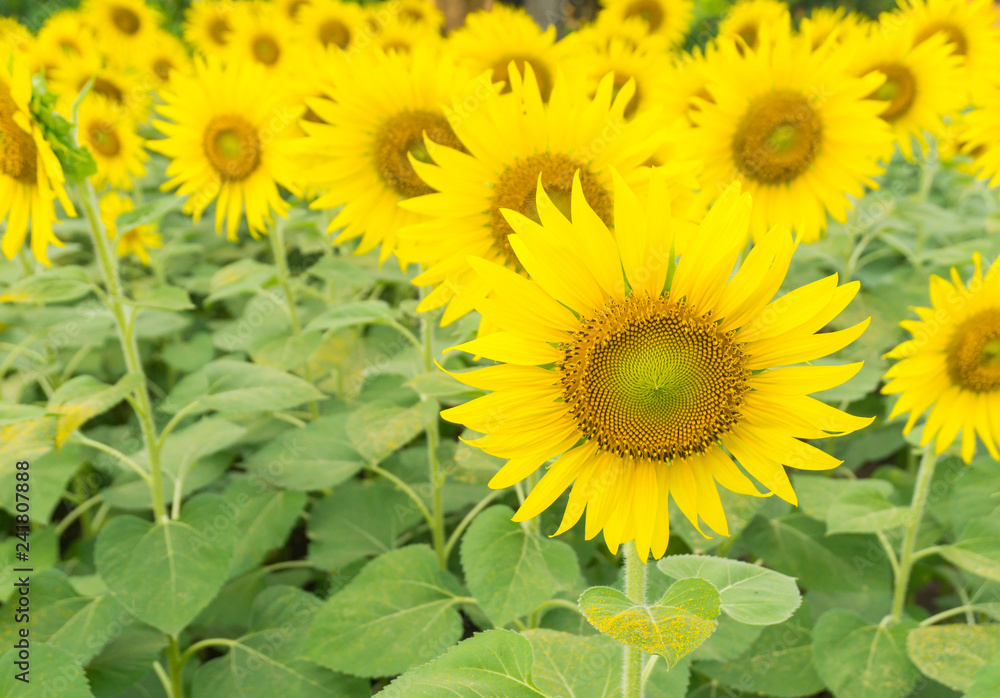 Many yellow sunflowers blooming in a garden,beautiful pollen in shining day