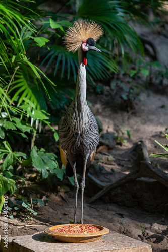 Grey crowned crane standing straight with a food plate in the front