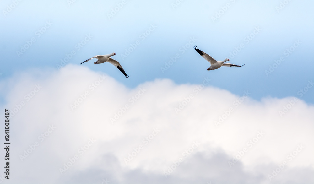 Duo of Snow Geese Flying High in the Cloudy Sky