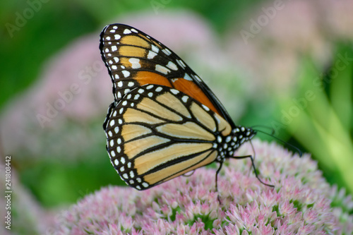 butterfly on flower © Deborah