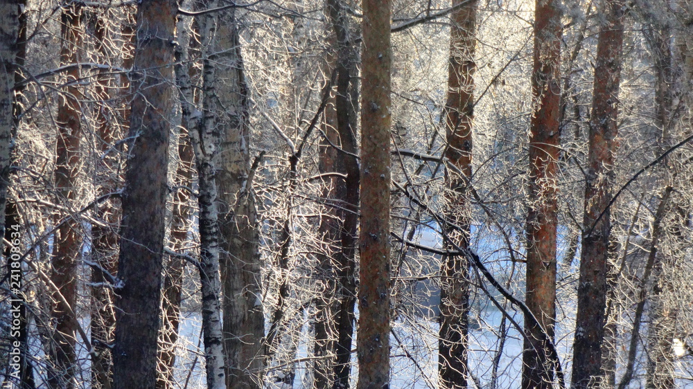Obraz premium forest