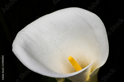 Close photo of white calla lily