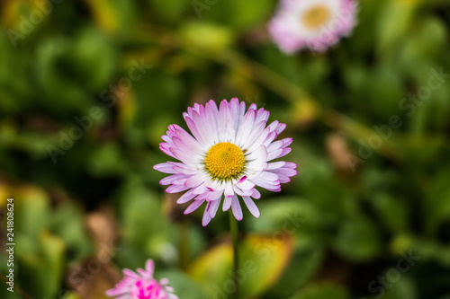 Purple English Daisy