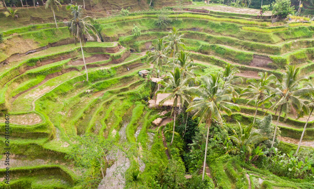 Oblique view of Wet Green Rice Paddy Fields at Tegalalang, Bali 