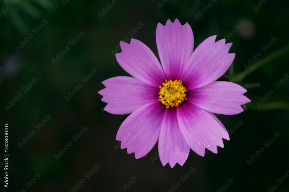 pink Common cosmos flower. nature